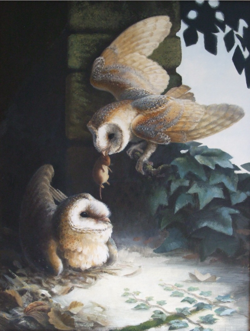 Barn Owls